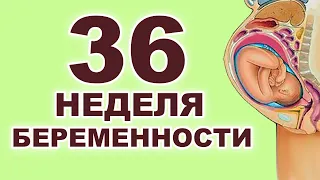 Что происходит с мамой и ребенком на 36 неделе беременности? 8 месяц беременности. Третий триместр.