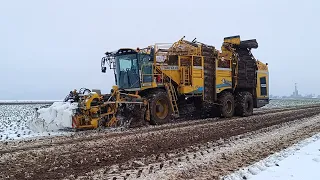 Repná Kampaň 2023 | Ropa Tiger 6 | 2x John Deere | New Holland | Claas | PD Malženice/Agromačaj