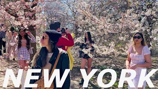 [4K]🇺🇸NYC Walk🗽🌸 Cherry Blossoms in Central Park & Upper West Side Flea Market | April 2023