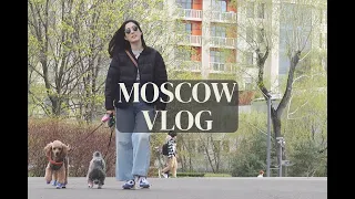 Moscow Vlog. Korean girl living in