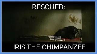 Rescue of Iris the Chimpanzee | PETA Animal Rescues