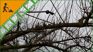 Fiskars UP86 professional telescopic tree pruner - 240/400 cm pole + saw - Customer's video