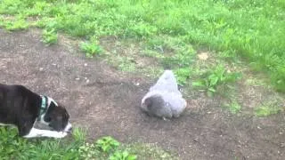 Mother Hen and Chicks: Mother Protects Her Babies from Danger