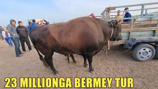 26-АПРЕЛЬ/2023/ҚАНЛЫКОЛ МАЛ БАЗАРЫ/СКОТНЫЙ РЫНОК/BUQALAR/BIG BULLS IN THE WORLD/BIG COW