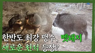 천적이 사라진 강력한 맹수, 멧돼지. 이들 앞에 나타난 새로운 천적은 누구인가 | KBS 환경스페셜 040602 방송