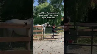 Obedient horse is learning to come off the grass without any lead rope