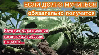 ПОЛОСАТЫЕ ГИГАНТЫ - разница очевидна.