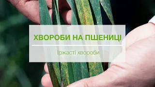 Іржасті хвороби пшениці