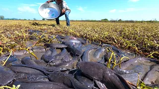 amazing fishing! catch a lots of fish under grass in field by hand a fisherman skills