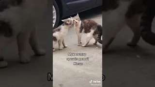 ахах ору с женатого подписка 🤣🤣👍 #shorts #funny #tiktok