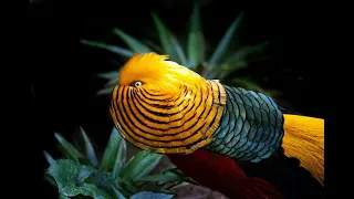 Rare Yellow Golden Pheasant video-birds videos-4k Nature (Ultra HD) | Nature's Sweet Tales