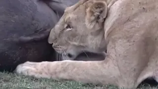 8 Minutes of lions eating balls - (not for sensitive viewers)