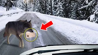 A Wolf Was Blocking The Road With A Letter. After Reading It The Driver Learned The Shocking Reason