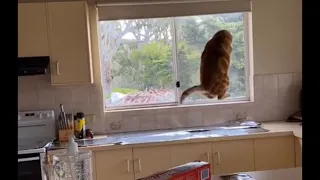 Cat jumps on foil counter (Tiktok) by @georgie_renee