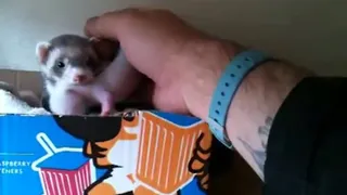 Ferret shows human her babies