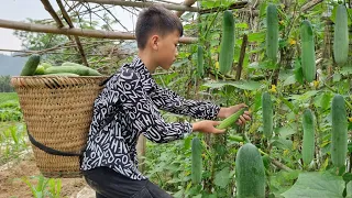 Nam - poor boy: The boy went to pick cucumbers to sell. Daily life of an orphan boy