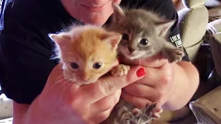 6 Kittens Rescued From Abandoned Property