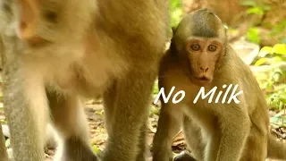 Pity Baby George Monkey Crying No Feeding & Screaming | Mother Gladis Weaning Baby | Monkey Crying