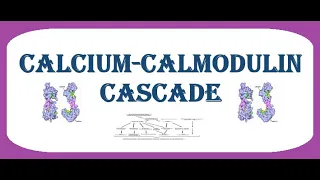 Calcium-Calmodulin Cascade