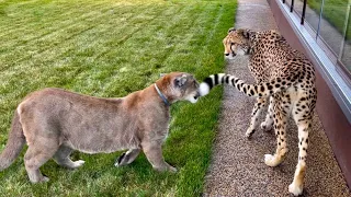 Puma Messi got bolder and scared Gerda! The new step in Messi and Gerda's relationship was exciting!