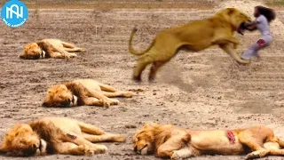 When Animals Go On A Rampage! Interesting Animal Moments CAUGHT ON CAMERA! #38