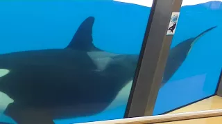 Skyla swims by me - October 13 2017 - Loro Parque Spain