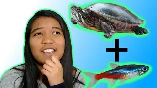 TURTLES AND FISH! - Best Tankmates for a Turtle | Turtle 101