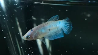 Petsmart Vlog + getting a new betta