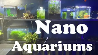 Pros and Cons of the Nano Aquarium