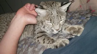 Bobcat ready for bedtime.