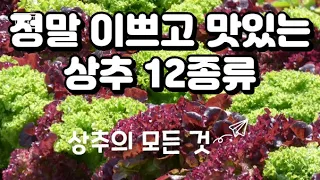 정말 이쁘고 맛있는 상추 12종류 상추의 모든 것