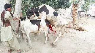 OMG! Cow Meeting new style 2020