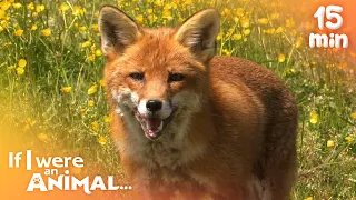 If I were an Animal - Growing and Learning with Animals  | Compilation | Wild Animal World