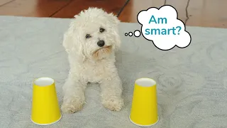Is this Maltipoo smarter than he looks?