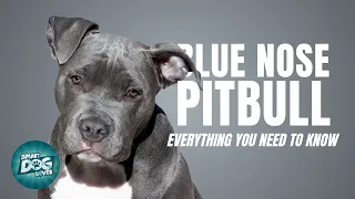 Blue Nose Pitbull | Dogs 101 - Blue Nose Pitbull Puppies to Adults