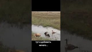 чего и людям желаю....