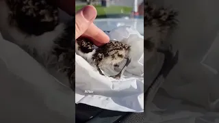 Woman rescues baby bird in storm drain 🐥❤️