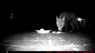 What do urban foxes eat?