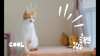 😺Everyday life of a cute cat😍✨