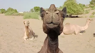 Beautiful Big Female Camel face style #viral #desi #camellife #video #viralvideo #beautiful