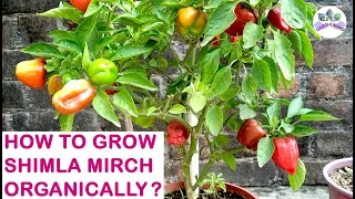 How to grow Shimla Mirch/ Capsicum/ Bell Pepper organically?