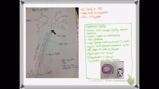 OCR A LEVEL BIOLOGY - UNIT 5.3 | ACTION POTENTIALS, SYNAPSES AND SUMMATION (2/2)