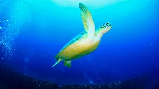 Shifts in Climate Shifting Sea Turtles