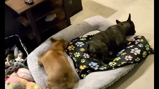 Best Chase Scene of French Bulldog Zoomies EVER!