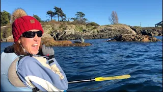 Check out what we saw while kayaking in Victoria BC!