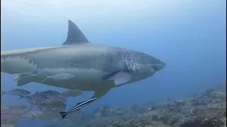 Great White Shark - February 2023 at Chain reef, Sodwana Bay, South Africa.