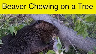 Watch a BEAVER Chewing on a Tree Branch