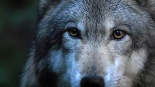 DANCES WITH WOLVES - Leo Rojas: Der mit dem Wolf tanzt