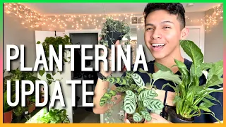 Planterina Unboxing Update on all 5 plants! | 3 week plant update from ordering on Planterina!