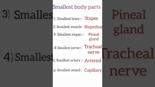 smallest body parts of our body, smallest bone, muscle, organ, nerve,artery and vessels.